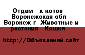 Отдам 2-х котов  - Воронежская обл., Воронеж г. Животные и растения » Кошки   